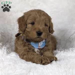 Cupid, Mini Goldendoodle Puppy